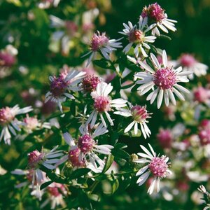 Aster latifolius 'Lady in Black' P9 - afbeelding 2