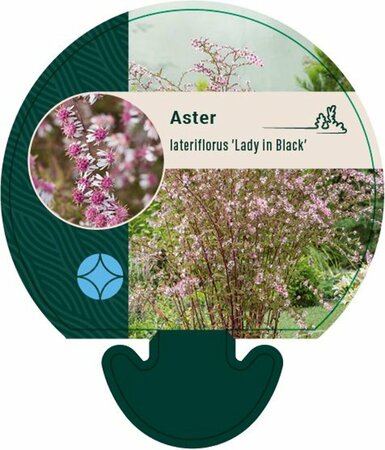 Aster latifolius 'Lady in Black' P9 - afbeelding 1