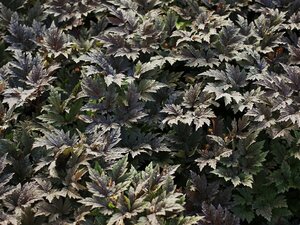 Actaea simplex 'Pink Spike' C2 - afbeelding 3