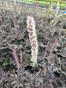 Actaea simplex 'Pink Spike' C2 - afbeelding 8