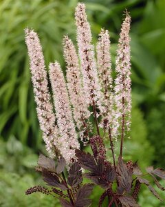 Actaea simplex 'Pink Spike' C2