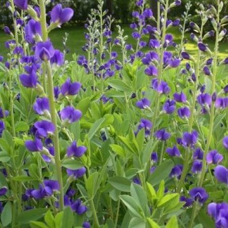Baptisia australis P9 - afbeelding 2