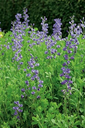 Baptisia australis P9 - afbeelding 3