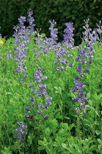 Baptisia australis P9 - afbeelding 3