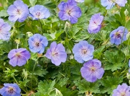 Geranium 'Azure Rush' C2 - afbeelding 4