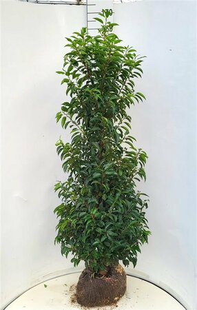 Prunus lusitanica 'Angustifolia' - afbeelding 3