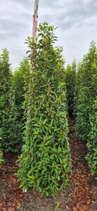 Prunus lusitanica 'Angustifolia' - afbeelding 6