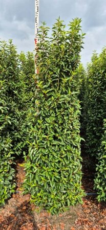 Prunus lusitanica 'Angustifolia' - afbeelding 8