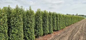 Prunus lusitanica 'Angustifolia' - afbeelding 9