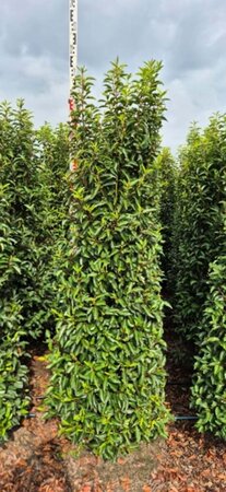 Prunus lusitanica 'Angustifolia' - afbeelding 20