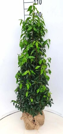 Prunus lusitanica 'Angustifolia' - afbeelding 10