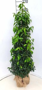 Prunus lusitanica 'Angustifolia' - afbeelding 10