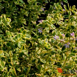 Thymus citriodorus 'Aureus' C1.5