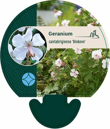 Geranium cantabrigiense 'Biokovo' C2 - afbeelding 8