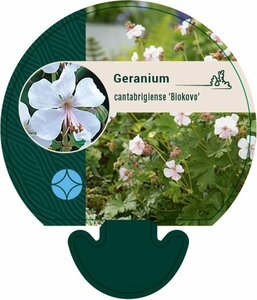 Geranium cantabrigiense 'Biokovo' C2 - afbeelding 8