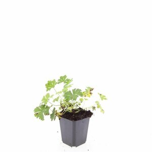 Geranium cantabrigiense 'Biokovo' C2 - afbeelding 5