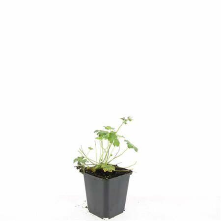 Geranium cantabrigiense 'Biokovo' C2 - afbeelding 3