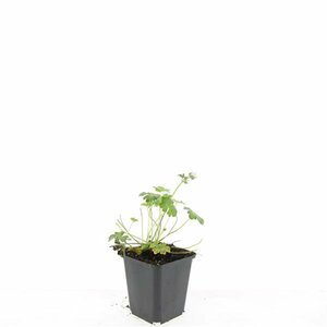 Geranium cantabrigiense 'Biokovo' C2 - afbeelding 3