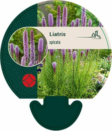 Liatris spicata C2 - afbeelding 6