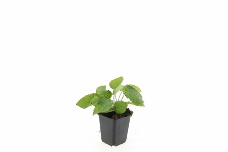 Rudbeckia fulgida 'Goldsturm' C2 - afbeelding 3