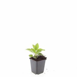Rudbeckia fulgida 'Goldsturm' C2 - afbeelding 10
