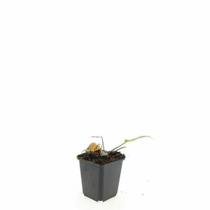 Rudbeckia fulgida 'Goldsturm' C2 - afbeelding 9
