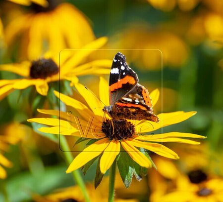 Rudbeckia fulgida 'Goldsturm' C2 - afbeelding 5