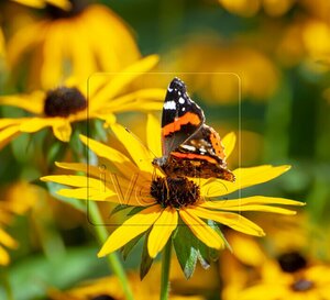 Rudbeckia fulgida 'Goldsturm' C2 - afbeelding 5