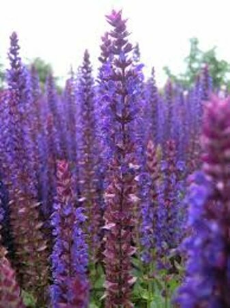 Salvia nemorosa 'Ostfriesland' C2 - afbeelding 8