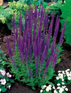 Salvia nemorosa 'Ostfriesland' C2 - afbeelding 6