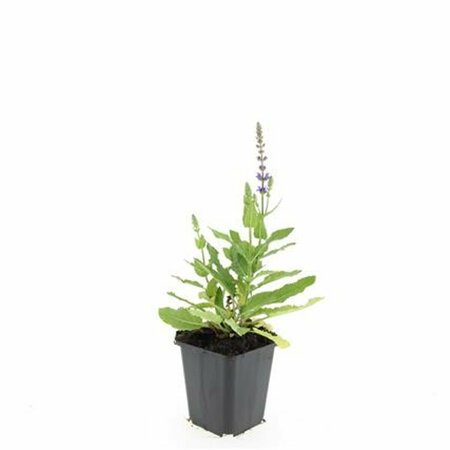 Salvia nemorosa 'Ostfriesland' C2 - afbeelding 15