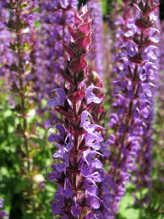 Salvia nemorosa 'Ostfriesland' C2 - afbeelding 5