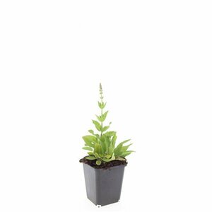 Salvia nemorosa 'Ostfriesland' C2 - afbeelding 14