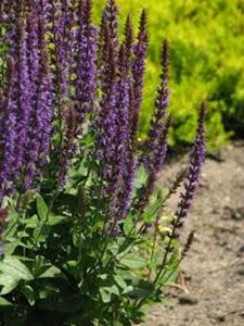 Salvia nemorosa 'Ostfriesland' C2 - afbeelding 4