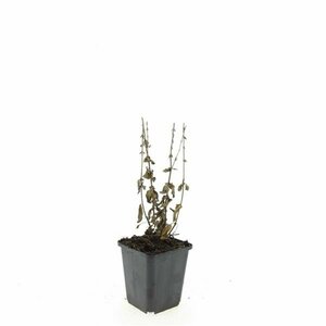 Salvia nemorosa 'Ostfriesland' C2 - afbeelding 13