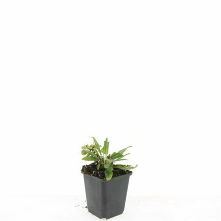 Salvia nemorosa 'Ostfriesland' C2 - afbeelding 12