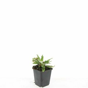 Salvia nemorosa 'Ostfriesland' C2 - afbeelding 12