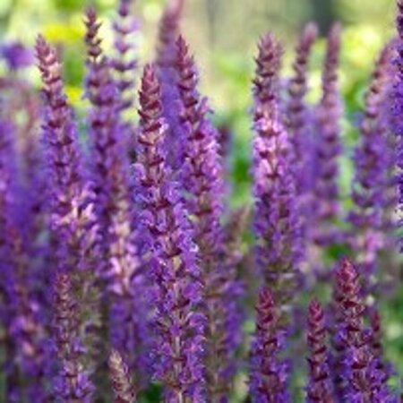 Salvia nemorosa 'Ostfriesland' C2 - afbeelding 16