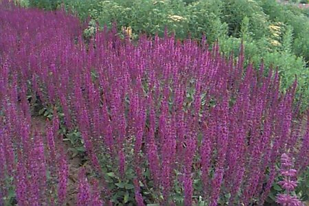 Salvia nemorosa 'Ostfriesland' C2 - afbeelding 1