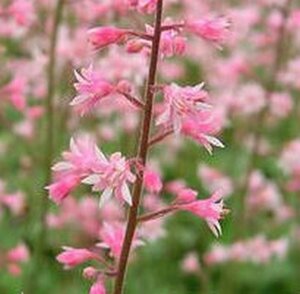 Heucherella alba 'Bridget Bloom' P9 - afbeelding 2