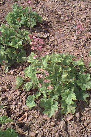 Heucherella alba 'Bridget Bloom' P9 - afbeelding 1