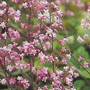 Heucherella alba 'Bridget Bloom' P9 - afbeelding 3