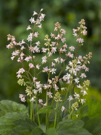 Heucherella alba 'Bridget Bloom' P9 - afbeelding 4