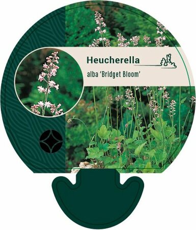 Heucherella alba 'Bridget Bloom' P9 - afbeelding 6