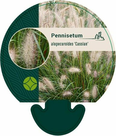 Pennisetum alopecuroides 'Cassian' P9 - afbeelding 4