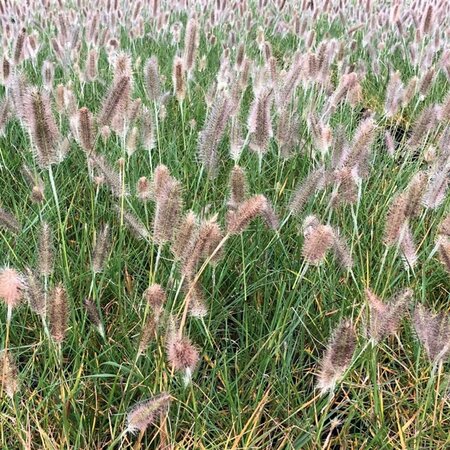 Pennisetum alopecuroides 'Cassian' P9 - afbeelding 1