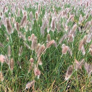 Pennisetum alopecuroides 'Cassian' P9