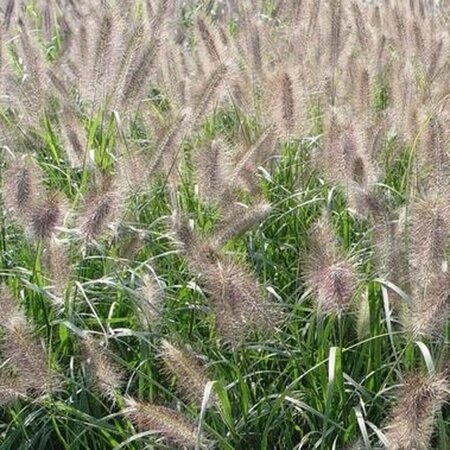 Pennisetum alopecuroides 'Cassian' P9 - afbeelding 2