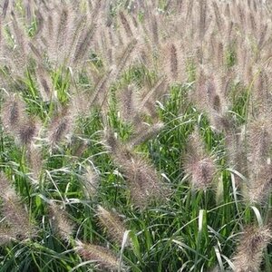Pennisetum alopecuroides 'Cassian' P9 - afbeelding 2