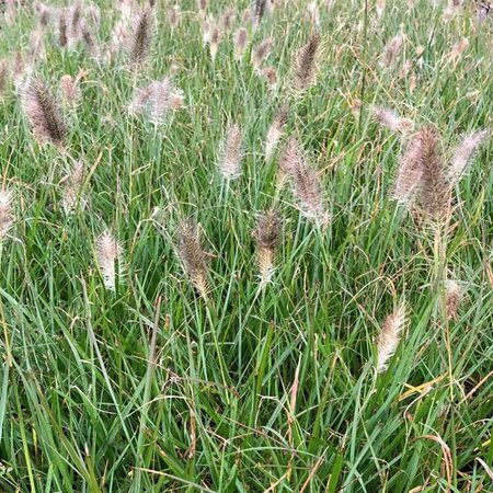 Pennisetum alopecuroides 'Cassian' P9 - afbeelding 3
